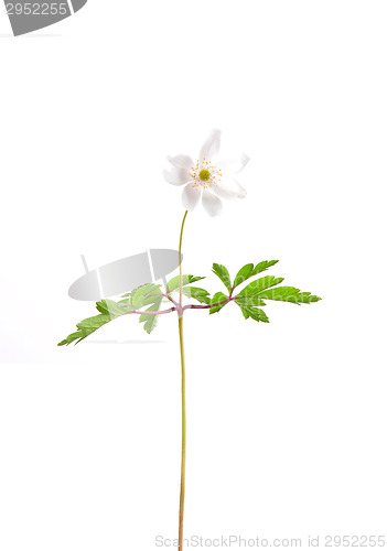 Image of Wood anemone (Anemone nemorosa)