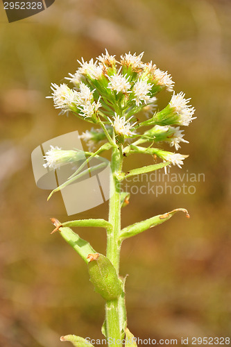 Image of White butterbur (Petasites albus)