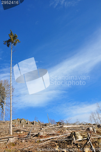 Image of Clear cutting