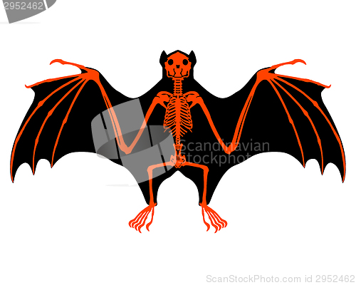 Image of Bat skeleton