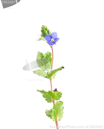 Image of Germander speedwell (Veronica chamaedrys)