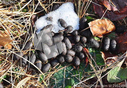 Image of Droppings of red deer