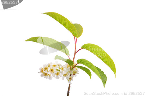 Image of Alder buckthorn flowers (Frangula alnus)