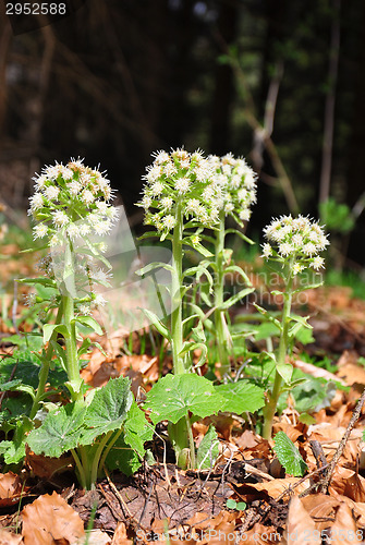 Image of White butterbur (Petasites albus)