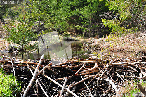 Image of Beaver dam