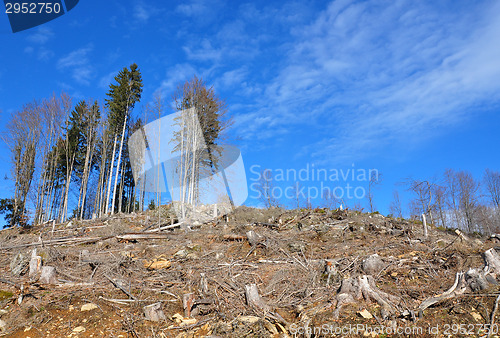 Image of Clear cutting