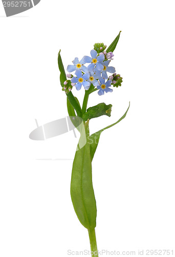 Image of Water forget-me-not (Myosotis scorpioides)