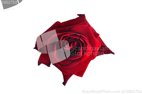 Image of Rose flower