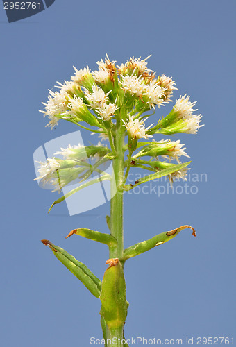 Image of White butterbur (Petasites albus)