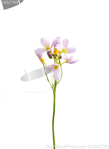 Image of Cuckoo flower (Cardamine pratensis)