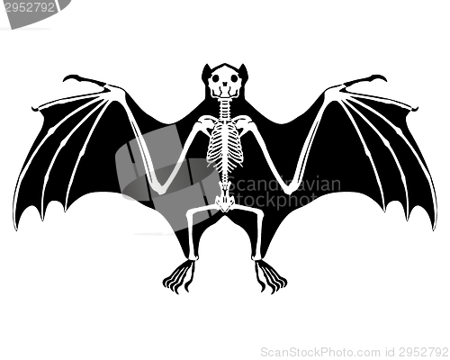 Image of Bat skeleton