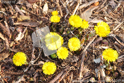 Image of Coltsfoot (Tussilago farfara)