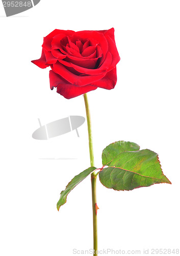Image of Rose flower