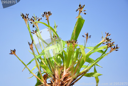 Image of Hairy wood-rush (Luzula pilosa)