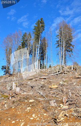 Image of Clear cutting