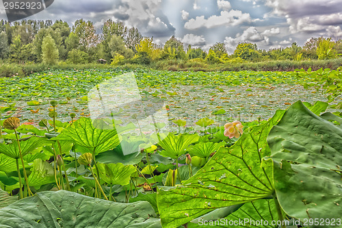 Image of Lotus green area pond