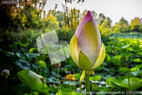 Image of Lotus green area pond