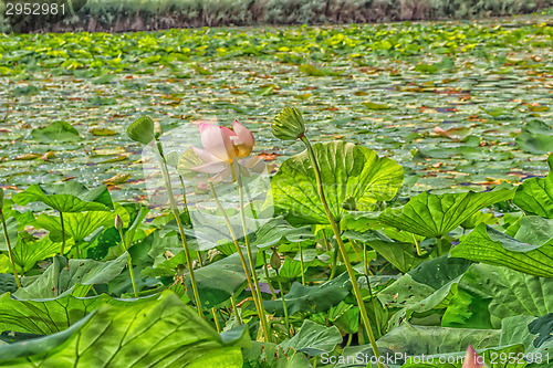 Image of Lotus green area pond