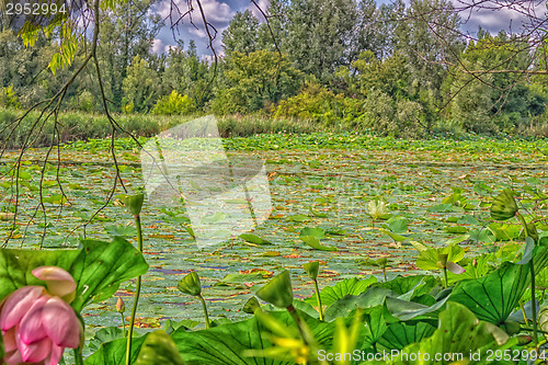 Image of Lotus green area pond