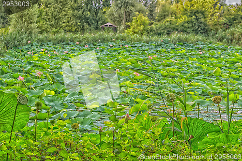 Image of Lotus green area pond