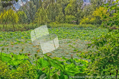 Image of Lotus green area pond