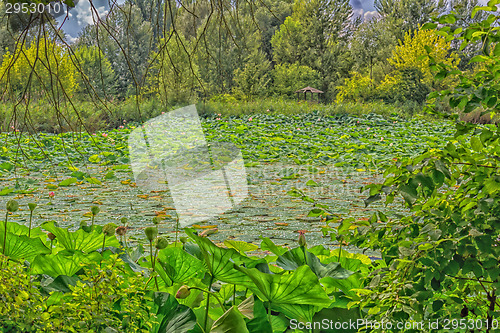 Image of Lotus green area pond