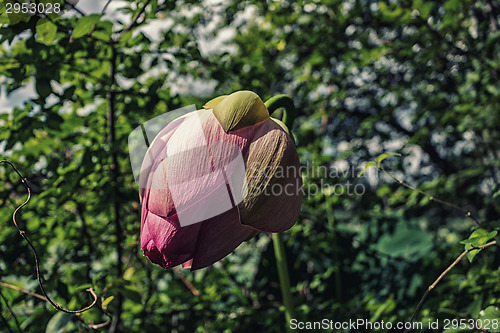 Image of Lotus green area pond