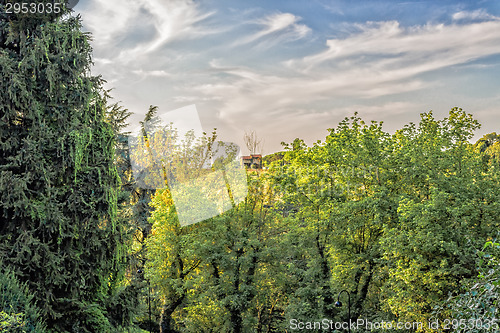 Image of Weeds on green view