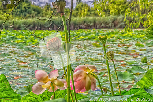 Image of Lotus green area pond