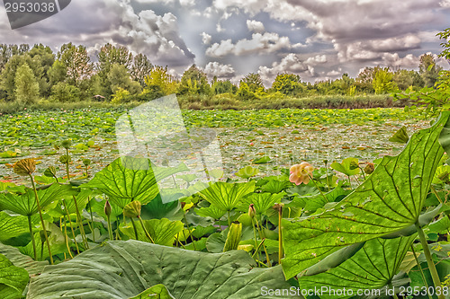 Image of Lotus green area pond