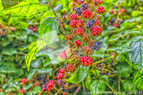 Image of Red and black blackberries