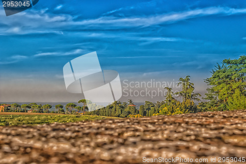 Image of Weeds on green view