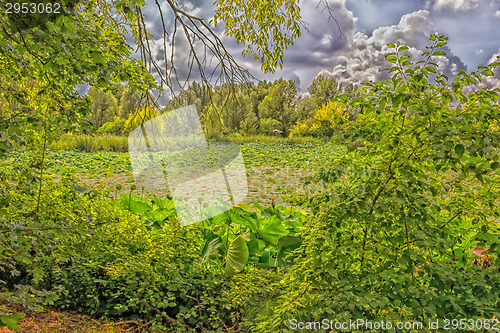 Image of Lotus green area pond