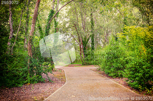 Image of Walk path through green trees 