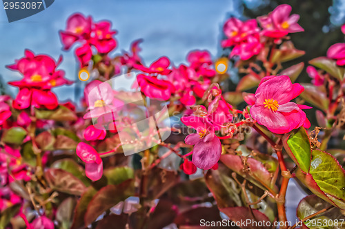 Image of Begonia succulent flowers