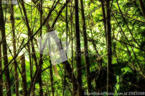 Image of Woven branches wall