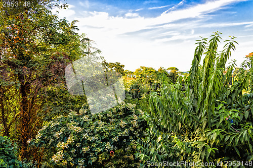 Image of Weeds on green view