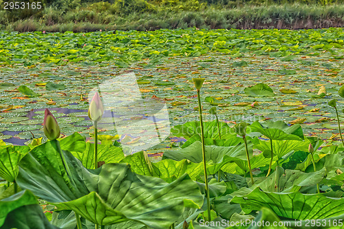 Image of Lotus green area pond