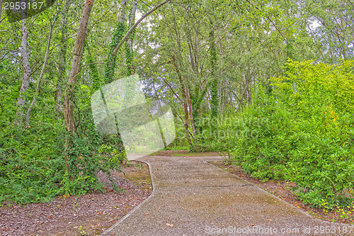 Image of Walk path through green trees 