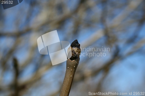 Image of Bud