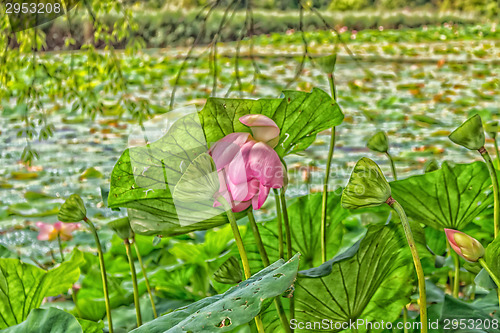 Image of Lotus green area pond