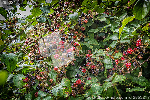 Image of Red and black blackberries