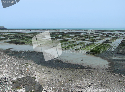 Image of oyster beds at Cancale