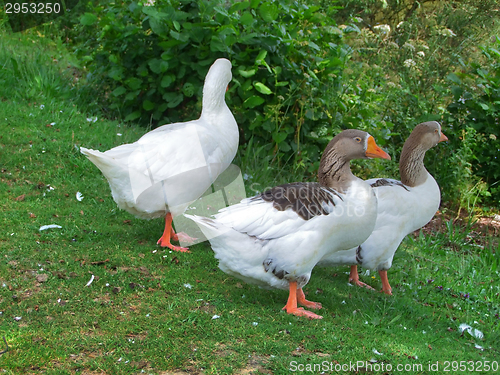 Image of geese