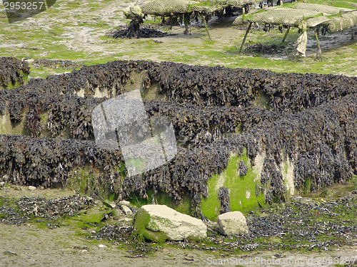 Image of oyster beds at Cancale