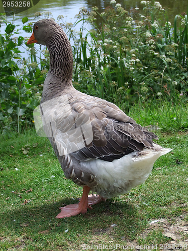 Image of domestic goose