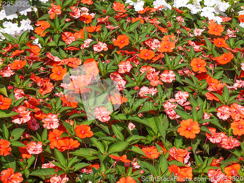 Image of Impatiens New Guinea flower