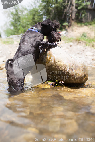 Image of Staring dog