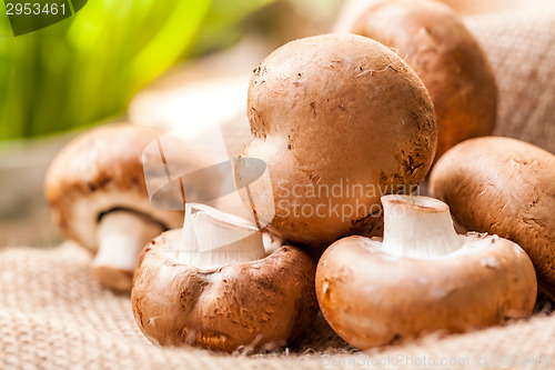 Image of Fresh brown Agaricus mushrooms