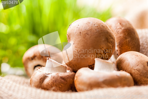 Image of Fresh brown Agaricus mushrooms